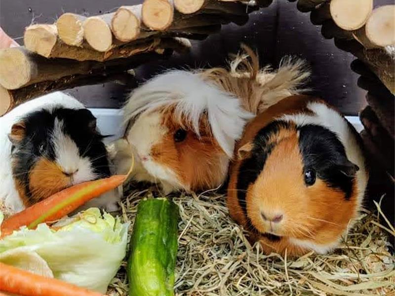 Opvang voor cavia's